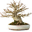 Acer buergerianum, 15 cm, ± 30 jaar oud, in een handgemaakte Japanse pot van Heian Kosen