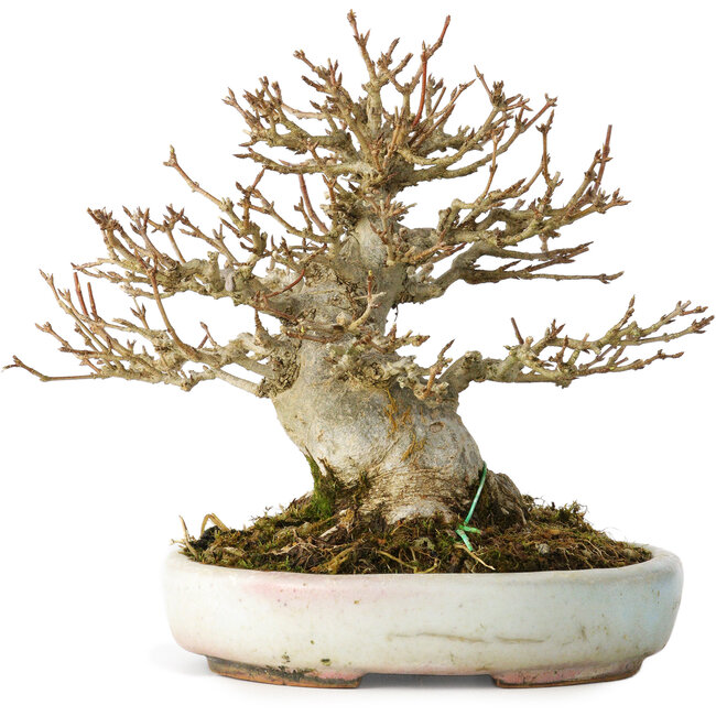 Acer buergerianum, 15 cm, ± 30 ans, dans un pot japonais fait main par Heian Kosen