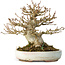 Acer buergerianum, 15 cm, ± 30 ans, dans un pot japonais fait main par Heian Kosen