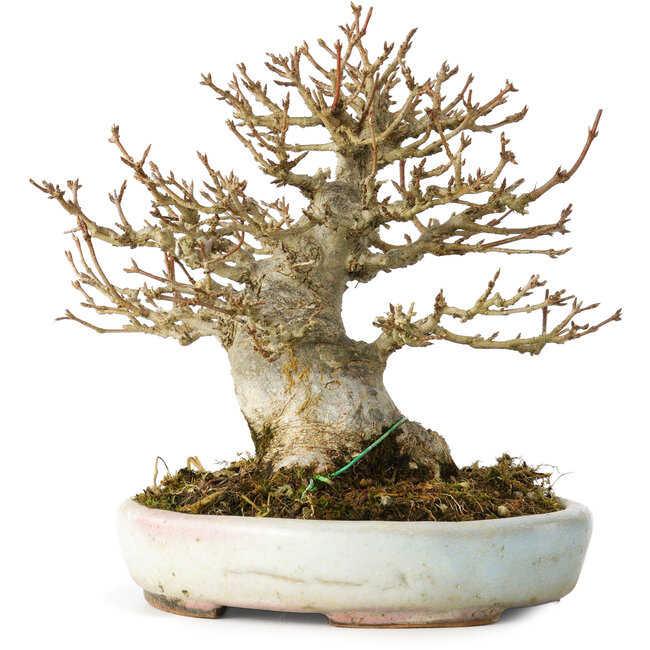 Acer buergerianum, 15 cm, ± 30 años, en una maceta japonesa hecha a mano por Heian Kosen