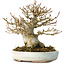 Acer buergerianum, 15 cm, ± 30 jaar oud, in een handgemaakte Japanse pot van Heian Kosen