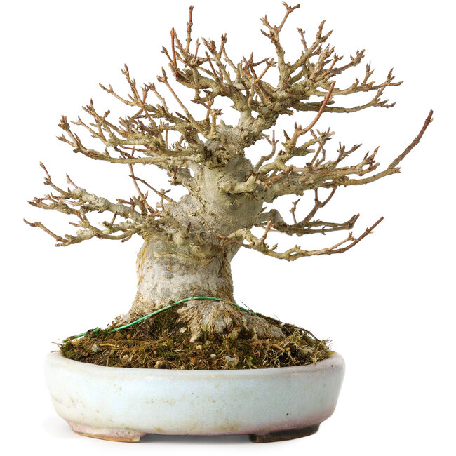 Acer buergerianum, 15 cm, ± 30 ans, dans un pot japonais fait main par Heian Kosen