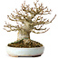 Acer buergerianum, 15 cm, ± 30 jaar oud, in een handgemaakte Japanse pot van Heian Kosen