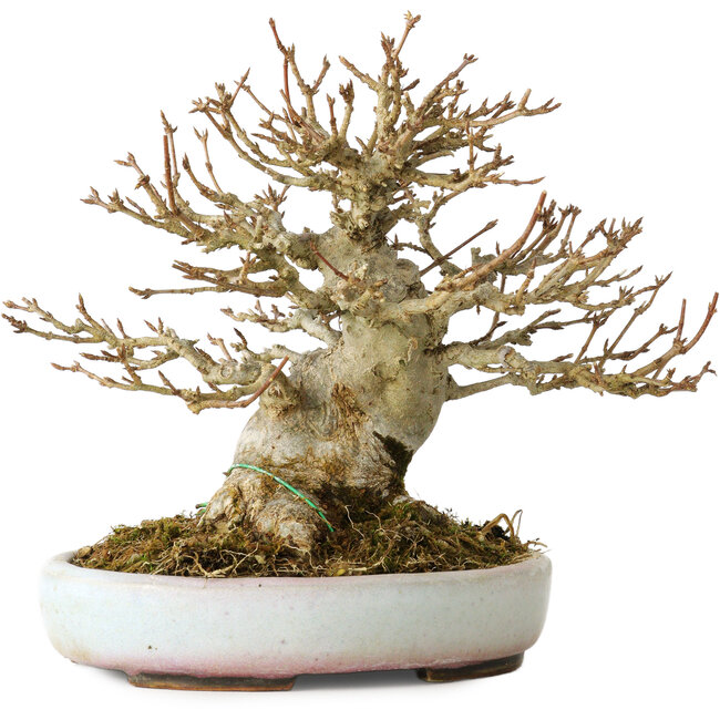 Acer buergerianum, 15 cm, ± 30 jaar oud, in een handgemaakte Japanse pot van Heian Kosen