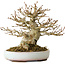Acer buergerianum, 15 cm, ± 30 ans, dans un pot japonais fait main par Heian Kosen
