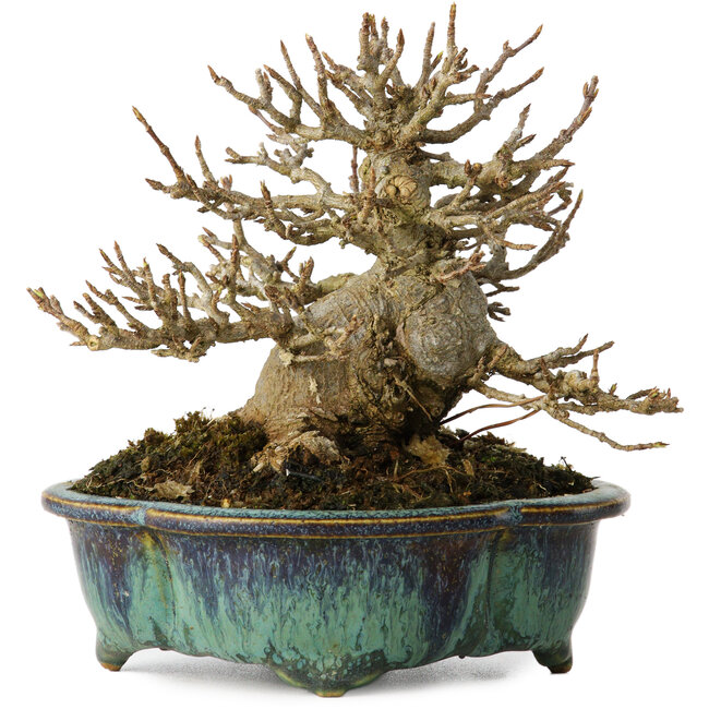 Acer buergerianum, 12 cm, ± 20 jaar oud, met een nebari van 6 cm, in een handgemaakte Japanse pot van Fukuo