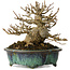 Acer buergerianum, 12 cm, ± 20 ans, avec un nebari de 6 cm, dans un pot japonais fait main par Fukuo