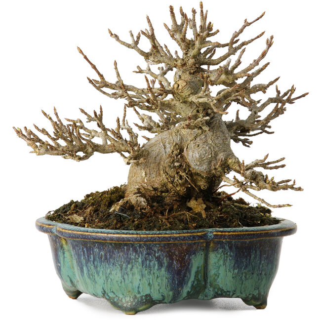 Acer buergerianum, 12 cm, ± 20 Jahre alt, mit einem Nebari von 6 cm, in einem handgefertigten japanischen Topf von Fukuo