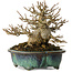 Acer buergerianum, 12 cm, ± 20 ans, avec un nebari de 6 cm, dans un pot japonais fait main par Fukuo