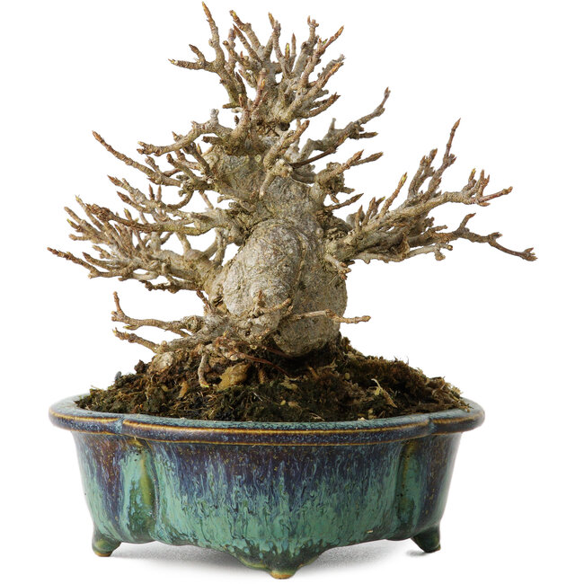 Acer buergerianum, 12 cm, ± 20 ans, avec un nebari de 6 cm, dans un pot japonais fait main par Fukuo