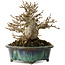 Acer buergerianum, 12 cm, ± 20 jaar oud, met een nebari van 6 cm, in een handgemaakte Japanse pot van Fukuo