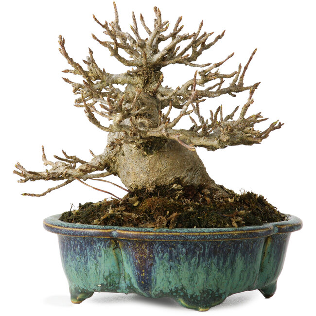 Acer buergerianum, 12 cm, ± 20 jaar oud, met een nebari van 6 cm, in een handgemaakte Japanse pot van Fukuo