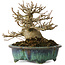 Acer buergerianum, 12 cm, ± 20 ans, avec un nebari de 6 cm, dans un pot japonais fait main par Fukuo
