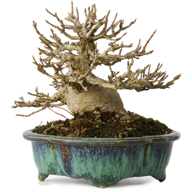 Acer buergerianum, 12 cm, ± 20 jaar oud, met een nebari van 6 cm, in een handgemaakte Japanse pot van Fukuo