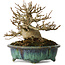 Acer buergerianum, 12 cm, ± 20 ans, avec un nebari de 6 cm, dans un pot japonais fait main par Fukuo