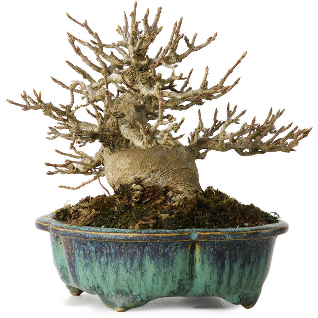 Acer buergerianum, 12 cm, ± 20 years old, with a nebari of 6 cm, in a handmade Japanese pot by Fukuo