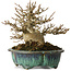 Acer buergerianum, 12 cm, ± 20 ans, avec un nebari de 6 cm, dans un pot japonais fait main par Fukuo