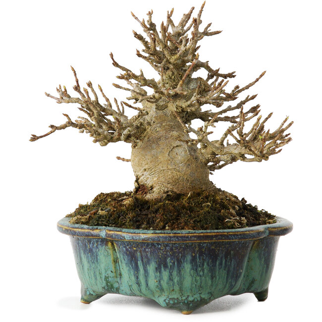 Acer buergerianum, 12 cm, ± 20 ans, avec un nebari de 6 cm, dans un pot japonais fait main par Fukuo