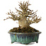 Acer buergerianum, 12 cm, ± 20 ans, avec un nebari de 6 cm, dans un pot japonais fait main par Fukuo