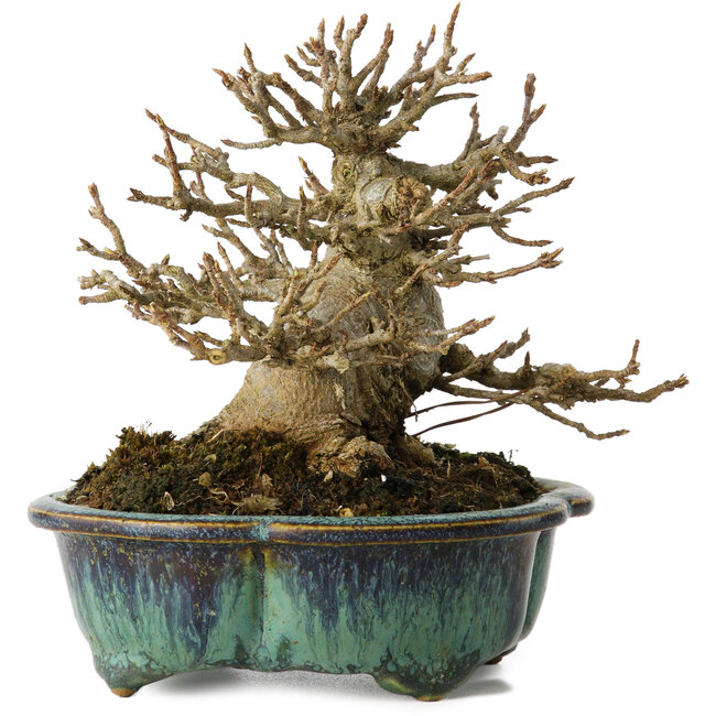 Acer buergerianum, 12 cm, ± 20 ans, avec un nebari de 6 cm, dans un pot japonais fait main par Fukuo