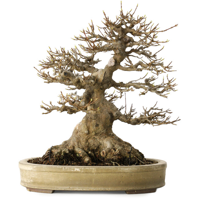 Acer buergerianum, 27 cm, ± 40 jaar oud, met een nebari van 18 cm, in een handgemaakte Japanse pot van Yamaaki