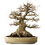 Acer buergerianum, 27 cm, ± 40 jaar oud, met een nebari van 18 cm, in een handgemaakte Japanse pot van Yamaaki
