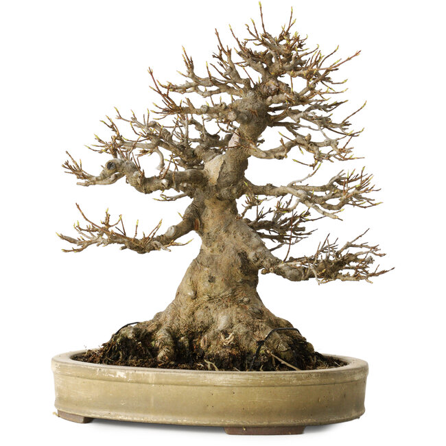 Acer buergerianum, 27 cm, ± 40 jaar oud, met een nebari van 18 cm, in een handgemaakte Japanse pot van Yamaaki