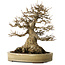 Acer buergerianum, 27 cm, ± 40 anni, con un nebari di 18 cm, in un vaso giapponese fatto a mano da Yamaaki