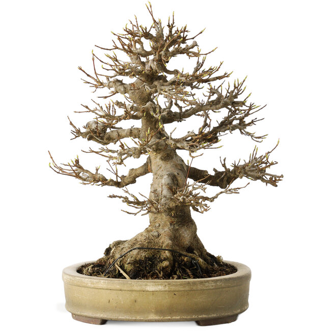 Acer buergerianum, 27 cm, ± 40 jaar oud, met een nebari van 18 cm, in een handgemaakte Japanse pot van Yamaaki