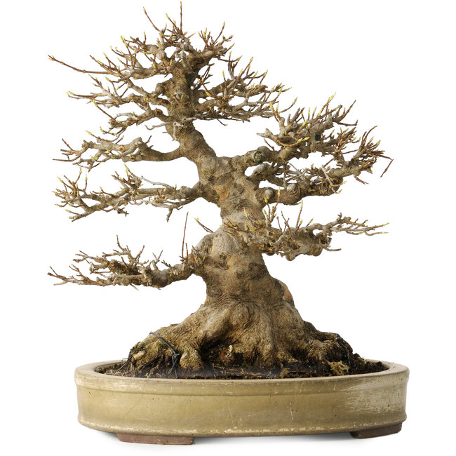 Acer buergerianum, 27 cm, ± 40 Jahre alt, mit einem Nebari von 18 cm, in einem handgefertigten japanischen Topf von Yamaaki