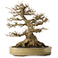 Acer buergerianum, 27 cm, ± 40 jaar oud, met een nebari van 18 cm, in een handgemaakte Japanse pot van Yamaaki