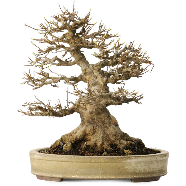 Acer buergerianum, 27 cm, ± 40 años, con un nebari de 18 cm, en una maceta japonesa hecha a mano por Yamaaki