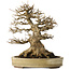 Acer buergerianum, 27 cm, ± 40 jaar oud, met een nebari van 18 cm, in een handgemaakte Japanse pot van Yamaaki