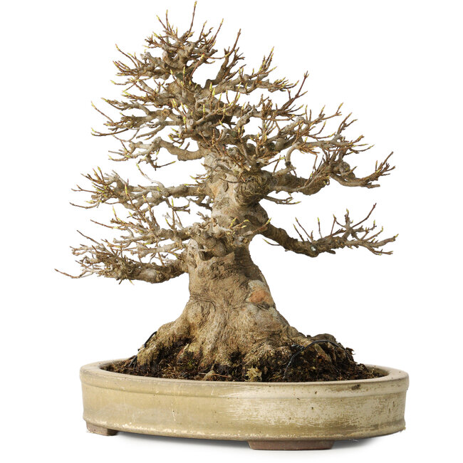 Acer buergerianum, 27 cm, ± 40 Jahre alt, mit einem Nebari von 18 cm, in einem handgefertigten japanischen Topf von Yamaaki