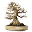 Acer buergerianum, 27 cm, ± 40 jaar oud, met een nebari van 18 cm, in een handgemaakte Japanse pot van Yamaaki