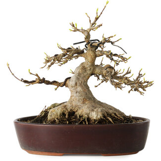 Acer buergerianum, 19 cm, ± 30 jaar oud
