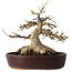 Acer buergerianum, 19 cm, ± 30 anni, con un nebari di 15 cm