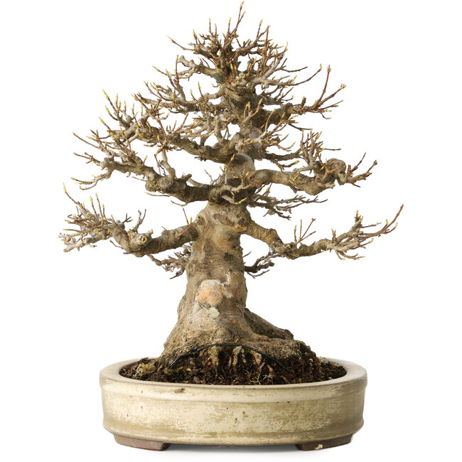 Acer buergerianum, 27 cm, ± 40 ans, avec un nebari de 18 cm, dans un pot japonais fait main par Yamaaki