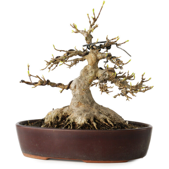 Acer buergerianum, 19 cm, ± 30 Jahre alt, mit einem Nebari von 15 cm