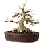 Acer buergerianum, 19 cm, ± 30 anni, con un nebari di 15 cm