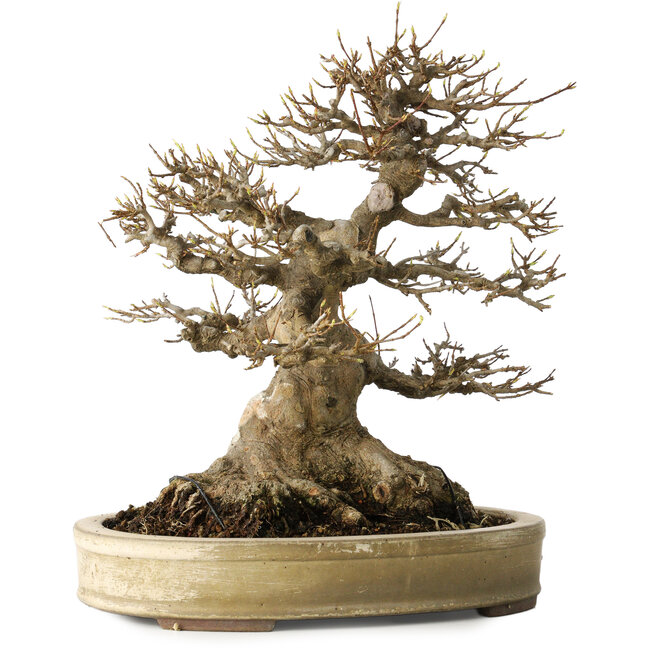 Acer buergerianum, 27 cm, ± 40 ans, avec un nebari de 18 cm, dans un pot japonais fait main par Yamaaki