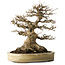 Acer buergerianum, 27 cm, ± 40 jaar oud, met een nebari van 18 cm, in een handgemaakte Japanse pot van Yamaaki