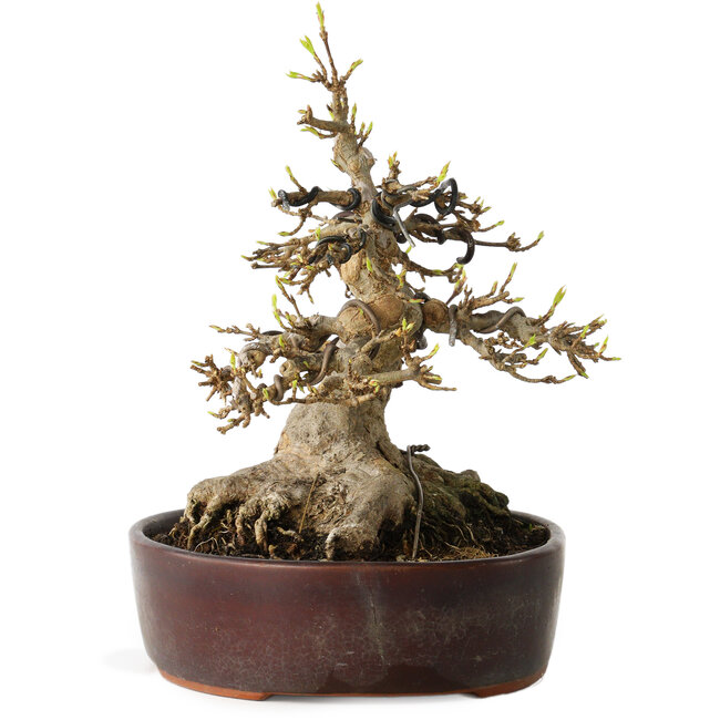 Acer buergerianum, 19 cm, ± 30 Jahre alt, mit einem Nebari von 15 cm