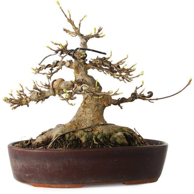 Acer buergerianum, 19 cm, ± 30 Jahre alt, mit einem Nebari von 15 cm