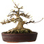 Acer buergerianum, 19 cm, ± 30 ans, avec un nebari de 15 cm