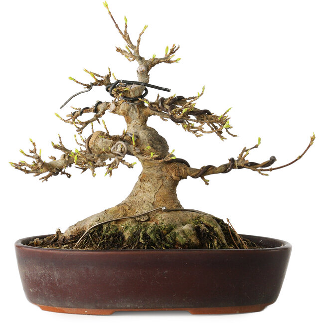 Acer buergerianum, 19 cm, ± 30 ans, avec un nebari de 15 cm