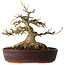 Acer buergerianum, 19 cm, ± 30 ans, avec un nebari de 15 cm