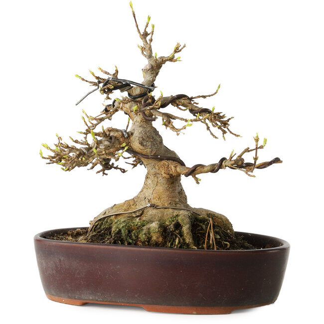 Acer buergerianum, 19 cm, ± 30 ans, avec un nebari de 15 cm