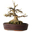 Acer buergerianum, 19 cm, ± 30 jaar oud, met een nebari van 15 cm