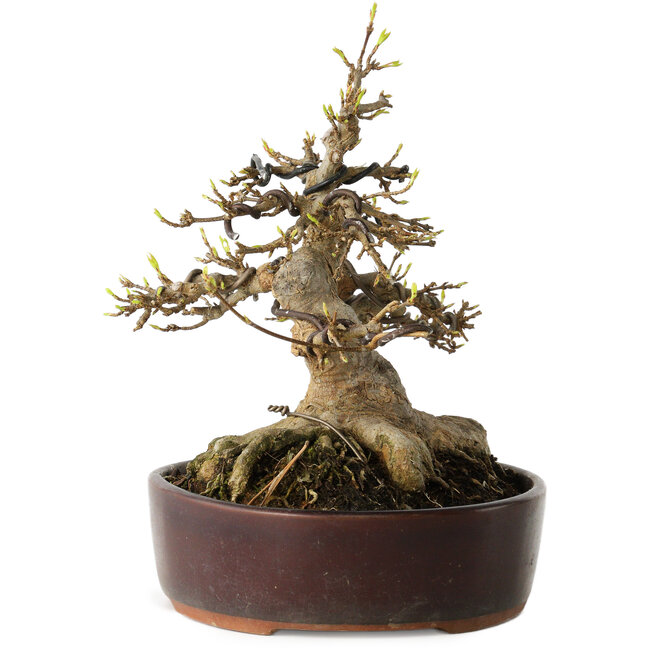 Acer buergerianum, 19 cm, ± 30 jaar oud, met een nebari van 15 cm